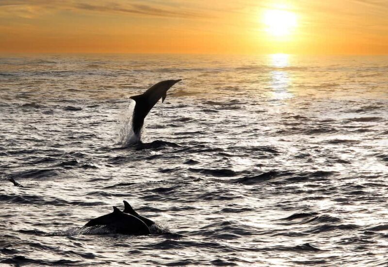 Fazana: Eco Friendly Brijuni Dolphins with Dinner & Drinks - Good To Know  