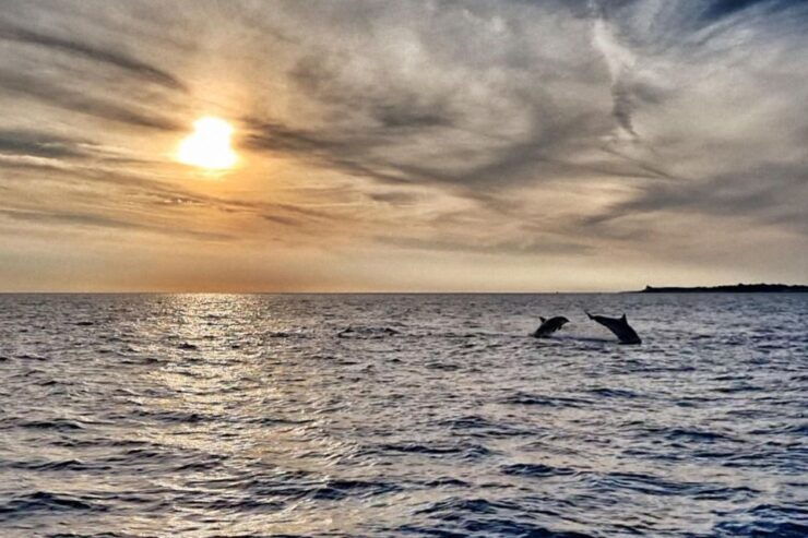 Fazana: Guided Dolphin Watching Sightseeing Cruise at Sunset - Itinerary