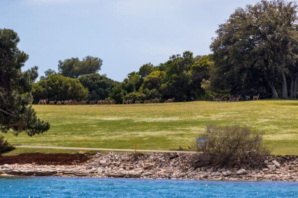 FažAna: Sail Like a President With Brijuni Panorama - Dolphin Watching Opportunities