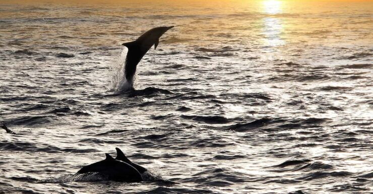 Fazana: Sunset Dolphin Cruise With Dinner in Brijuni Park - Detailed Itinerary