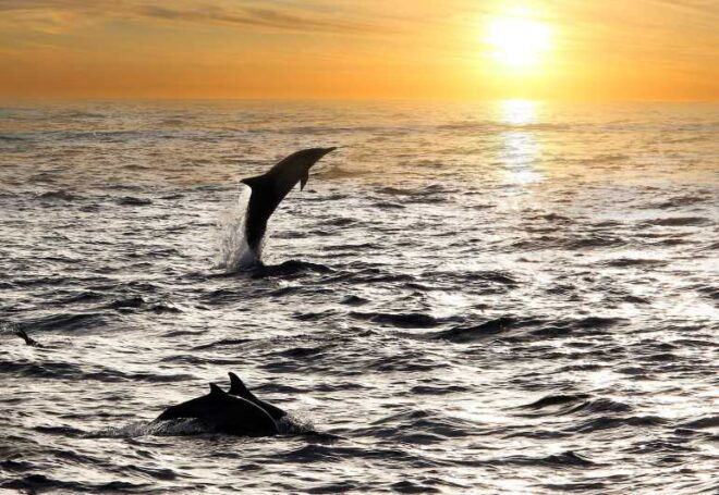 Fazana: Sunset Dolphin Cruise With Dinner in Brijuni Park - Unique Highlights