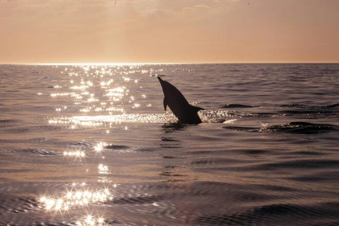 Fazana: Sunset Dolphin Cruise With Dinner in Brijuni Park - Onboard Amenities