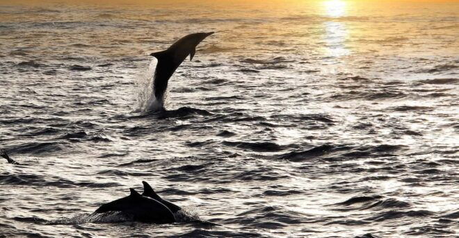 Fazana: Sunset Dolphin Cruise With Dinner in Brijuni Park - Highlights and Features
