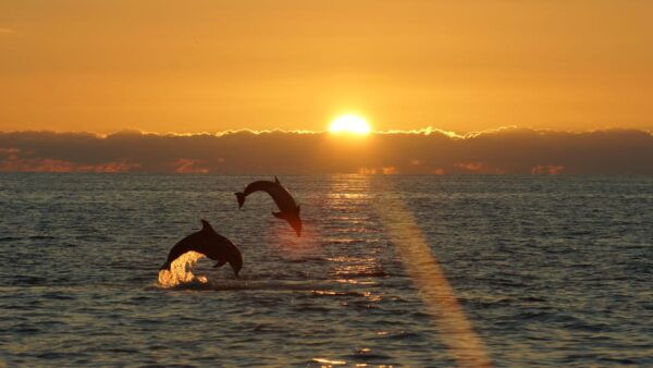 Fazana: Sunset Dolphin Cruise With Dinner in Brijuni Park - Weather Considerations