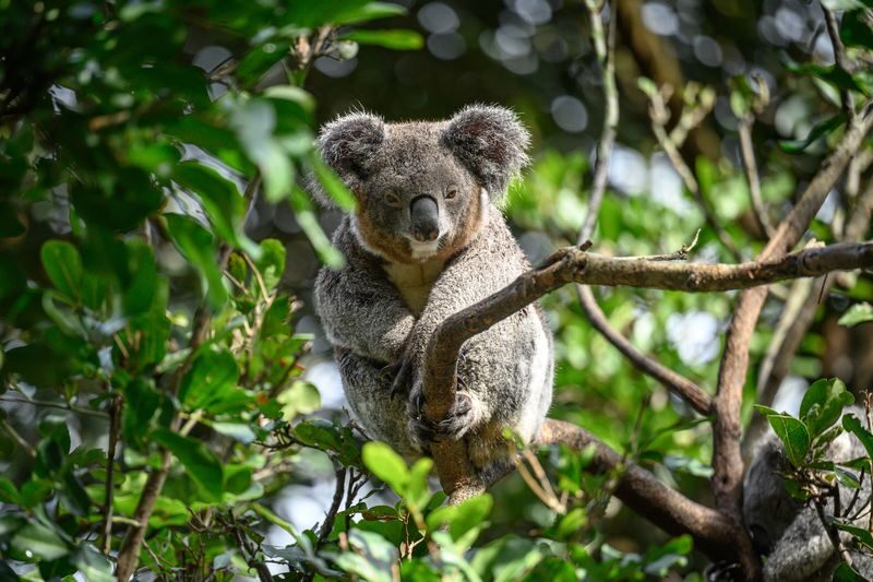Featherdale Sydney Wildlife Park Ticket - What to Know Before You Go