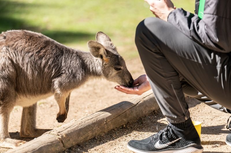 Featherdale Sydney Wildlife Park Ticket - Keeper Talks and a Useful Visit Plan