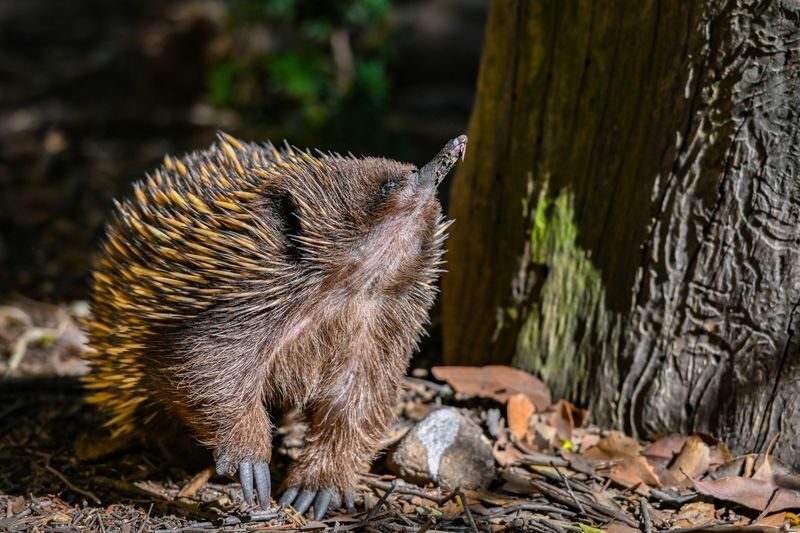 Featherdale Sydney Wildlife Park Ticket - Should You Book Featherdale?