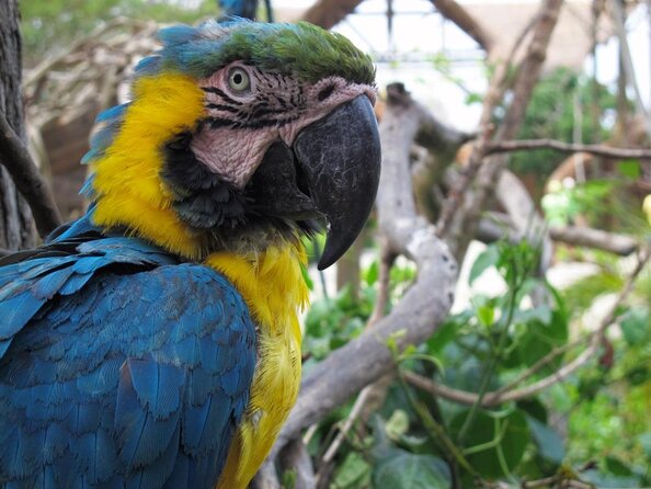 Feathered Delight: National Aviary Unveiled - Aviary Location and Hours