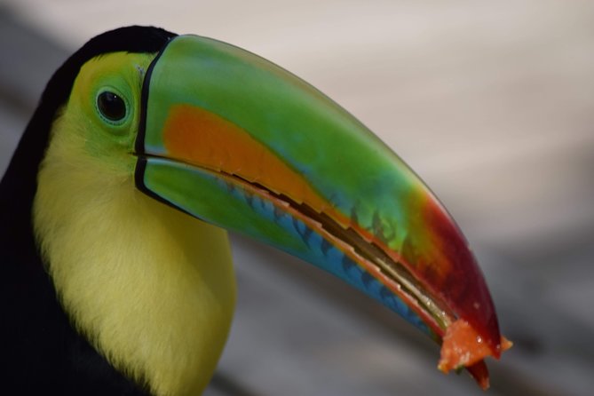 Feathered Delight: National Aviary Unveiled - Exhibits and Attractions Overview