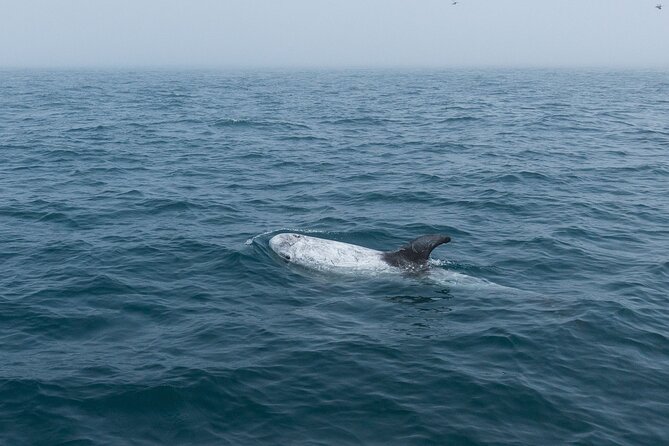 Feathers & Scales - Overview and Booking Details