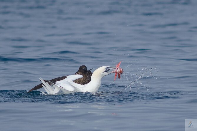 Feathers & Scales - Inclusions