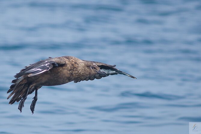 Feathers & Scales - Meeting and Pickup
