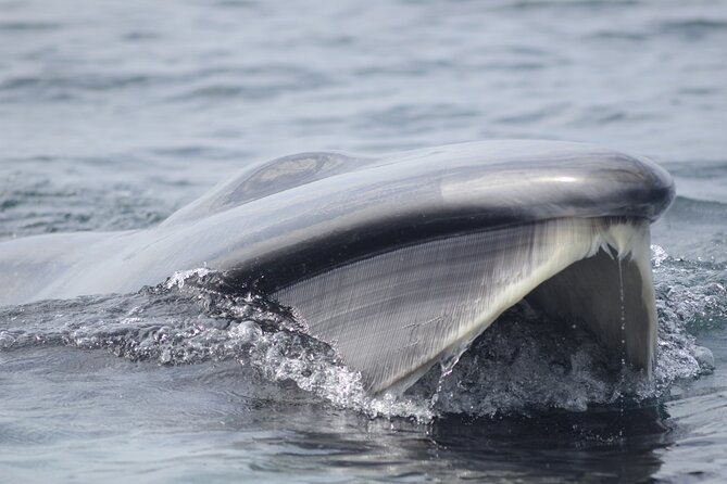 Feathers & Scales - Experience and Expectations