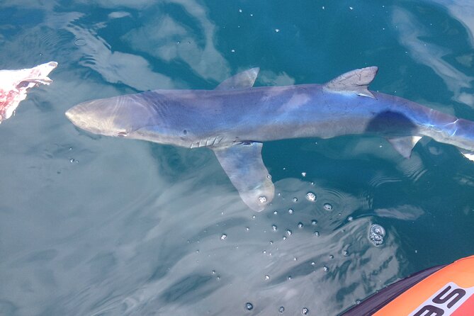 Feathers & Scales - Background Information