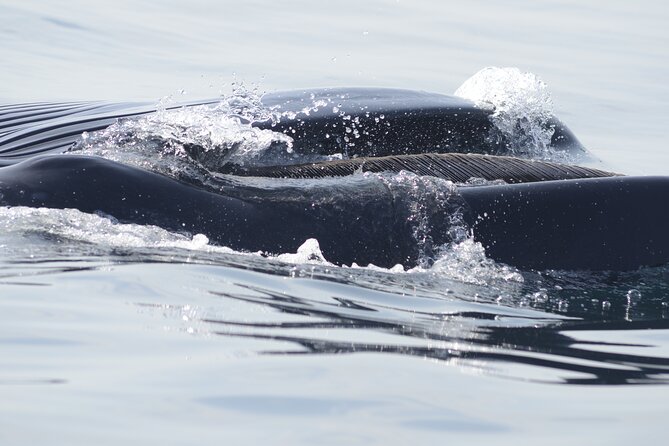 Feathers & Scales - Directions to the Meeting Point