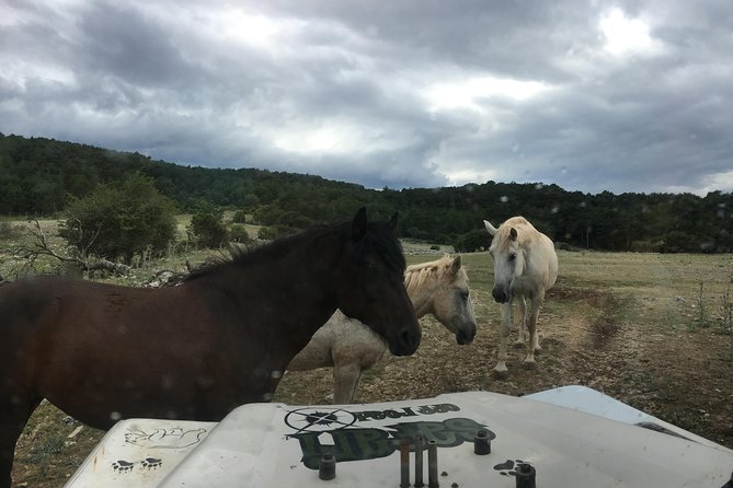 Feel and Taste Island Brac With Local Experts - Island Adventure to Remember - Reviews