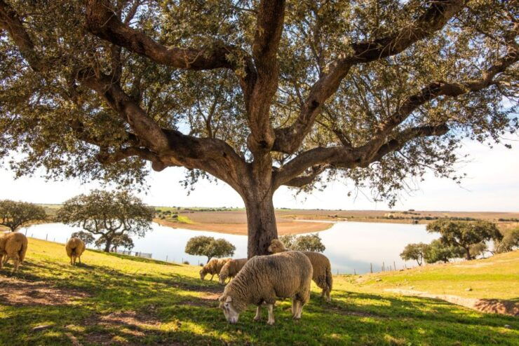 Feeling the Essence of Alentejo - Exploring the Beauty of Alentejo Landscapes