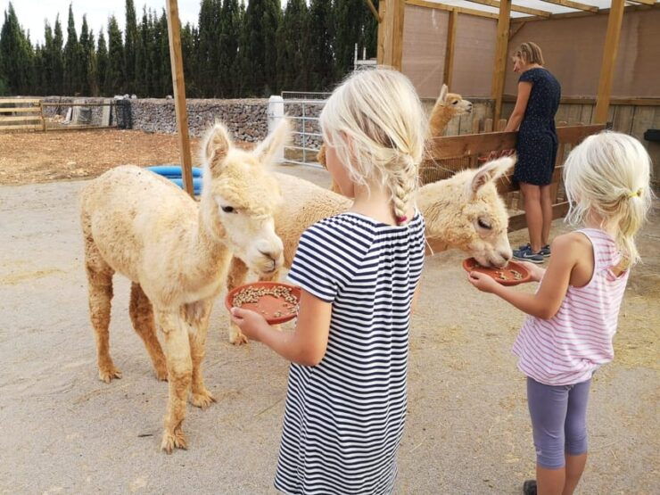 Felanitx, Mallorca: Alpacas Close-Up Experience - Good To Know