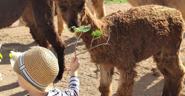 Felanitx, Mallorca: Alpacas Close-Up Experience - Booking and Reservation Details