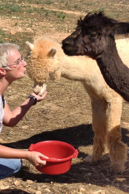 Felanitx, Mallorca: Alpacas Close-Up Experience - Insights From the Knowledgeable Guides