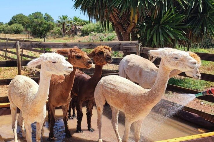 Felanitx, Mallorca: Alpacas Close-Up Experience - Good To Know