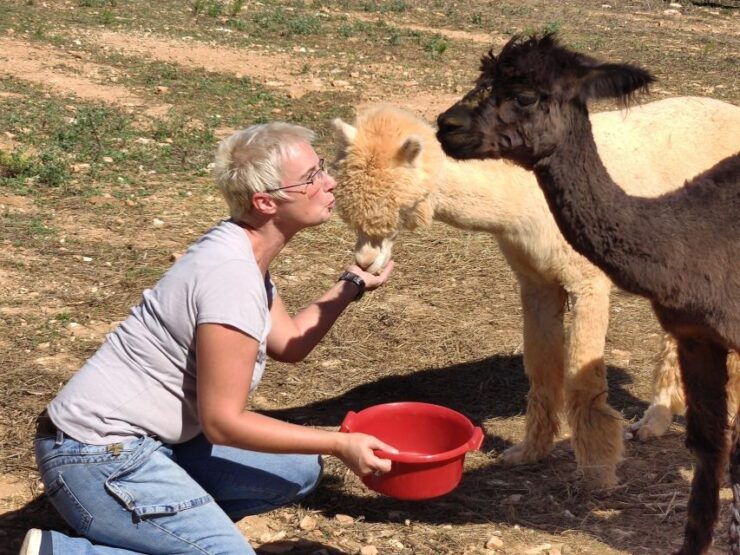 Felanitx, Mallorca: Alpacas Close-Up Experience - Pricing and Duration