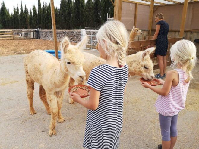 Felanitx, Mallorca: Alpacas Close-Up Experience - Group Size and Language