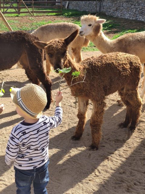 Felanitx, Mallorca: Alpacas Close-Up Experience - Cancellation Policy
