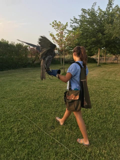 Felanitx, Mallorca: Experience With Falcons With Aperitif - Good To Know