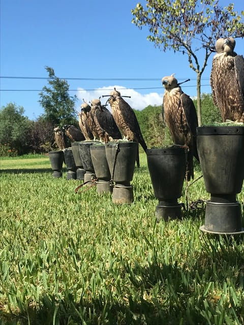 Felanitx, Mallorca: Experience With Falcons With Aperitif - Falconry Experience Details