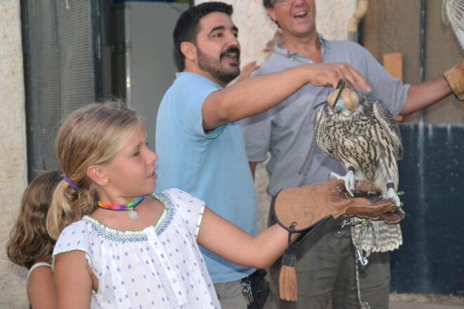 Felanitx, Mallorca: Experience With Falcons With Aperitif - Itinerary and Meeting Point