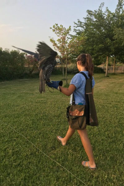 Felanitx, Mallorca: Experience With Falcons With Aperitif - Photographic Opportunities