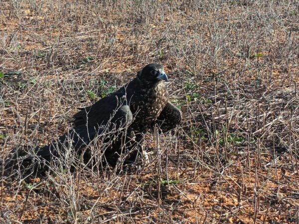 Felanitx, Mallorca: Experience With Falcons With Aperitif - Dress Code and Recommendations
