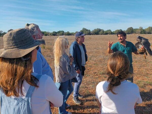 Felanitx, Mallorca: Experience With Falcons With Aperitif - Additional Information