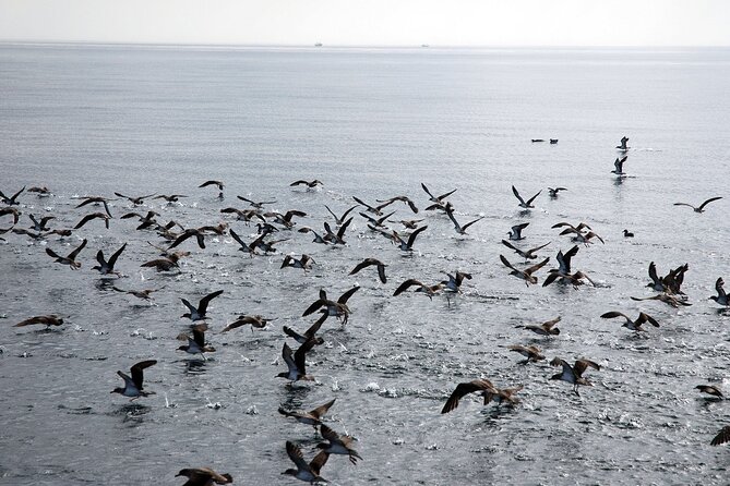 Ferry Benalmádena - Fuengirola - Additional Information and Support