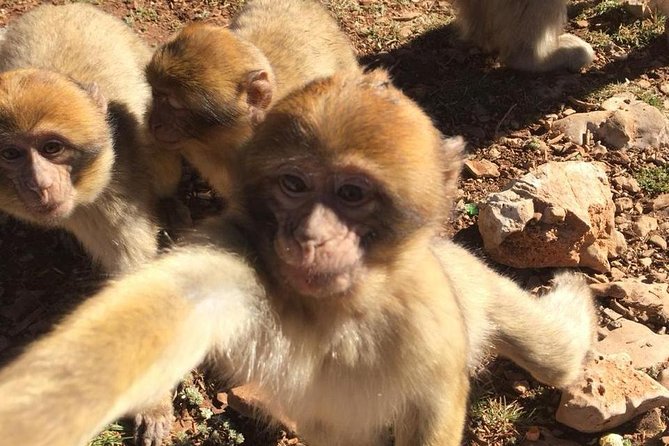 Fes To Fes Desert Tour 3 Days 2 Nights Merzouga - Pricing Information