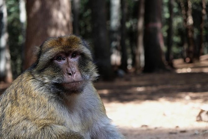 Fes to Middle Atlas Day Trip - Comfortable Transportation and Logistics