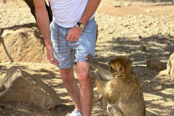 Fes to Middle Atlas Private Day Trip - Terms and Conditions