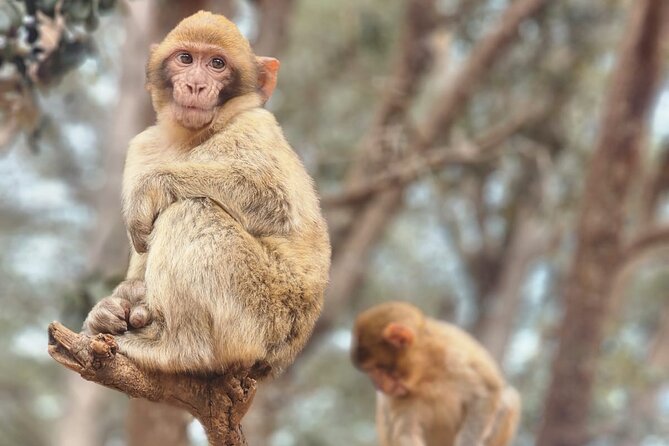 Fes to Middle Atlas Private Day Trip - The Sum Up