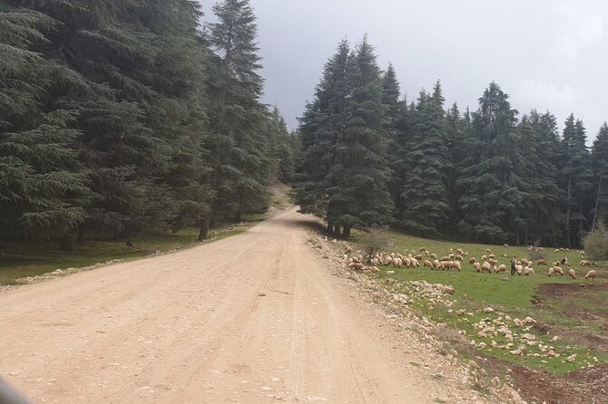 Fes to Sefrou and Bhalil Day Trip - Tour Highlights