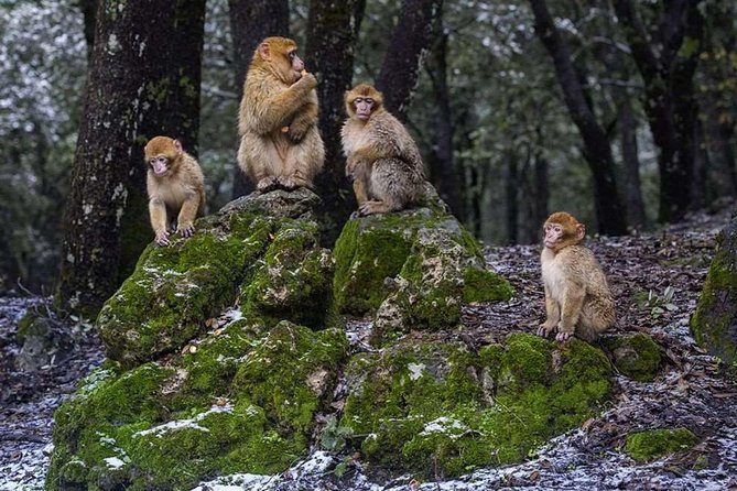 Fes to Volubilis Day Trip - Important Information for the Fes to Volubilis Day Trip