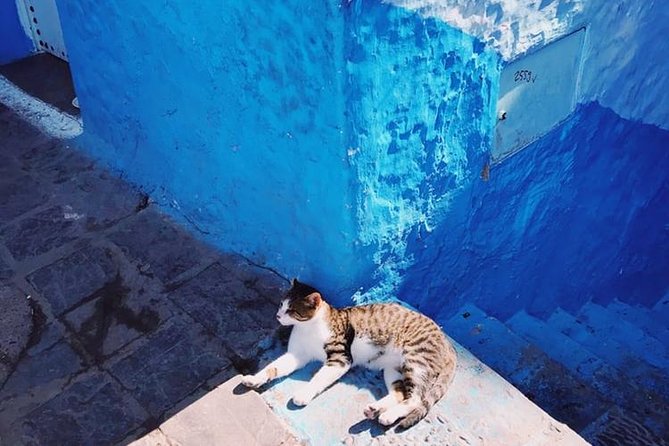 Fez to Chefchaouen Day Trip - Pricing and Booking Information