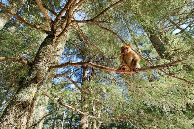 Fez to Merzouga Tour Through Atlas Mountains and Cedar Forests - Climate-Controlled Vehicle Transfer