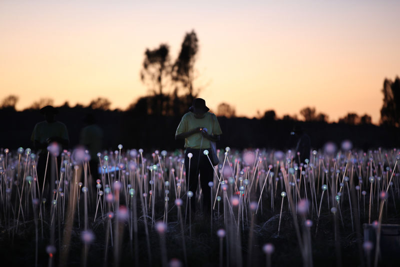Field of Light Sunrise Tour - How the shuttle and schedule work