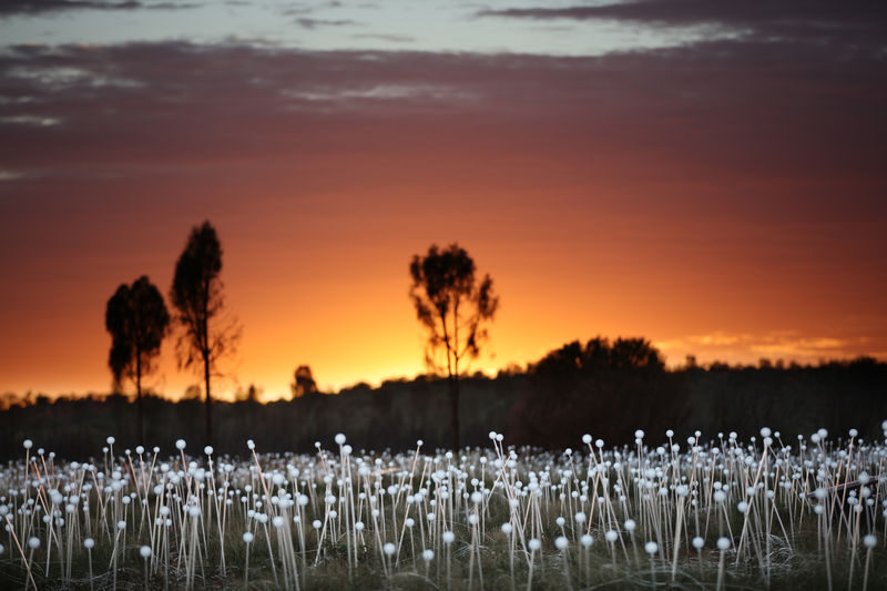 Field of Light Sunrise Tour - Is the price fair for the morning?