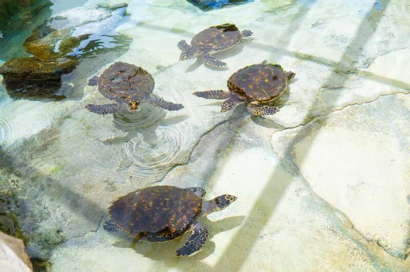 Fiji: Beachcomber Island Day Cruise with Snorkelling - FAQ