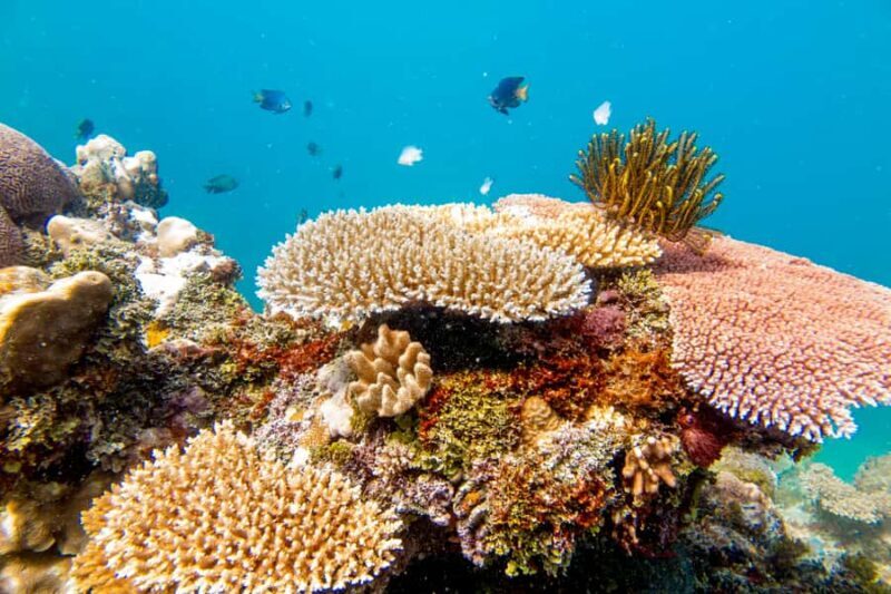 Fiji: Captain Cook Cruises - Island & Reef Day Trip - Limitations and Considerations