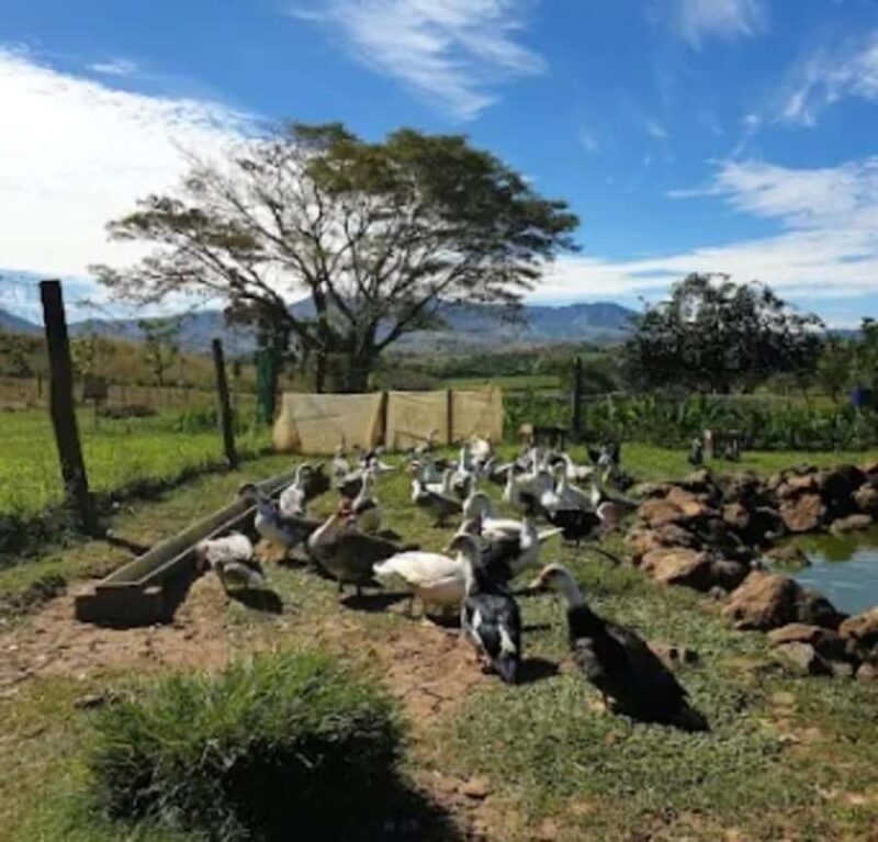 Fiji: Farm Tour: Animals, Honey Tasting & Fijian Cooking - Who Should Consider This Tour?