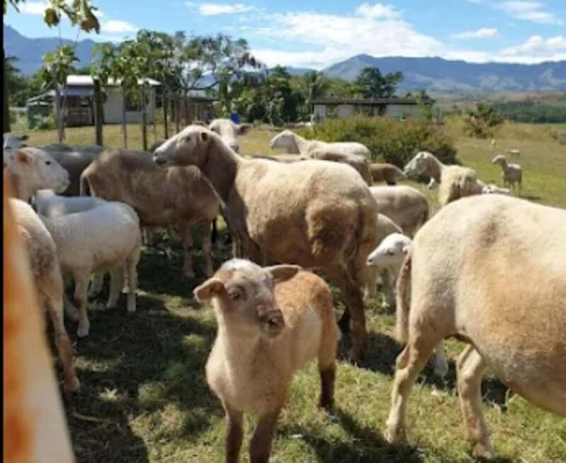 Fiji: Farm Tour: Animals, Honey Tasting & Fijian Cooking - The Sum Up