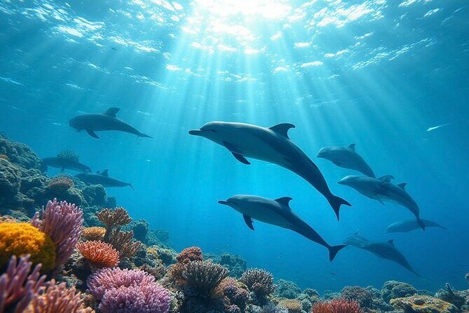 Fijis Best Dolphins tour and Snorkeling Adventure - Good To Know